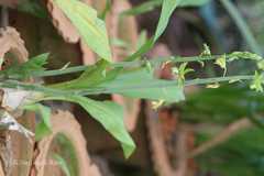 Eulophia andamanensis